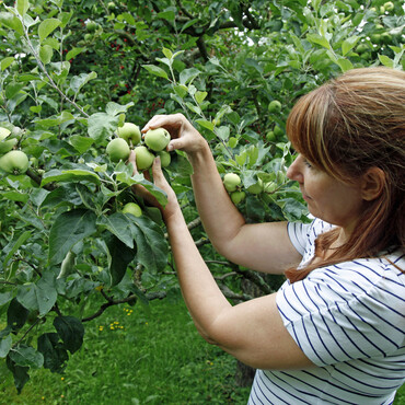 Kleine Äpfel pflücken
