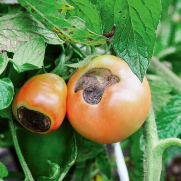 Tomaten mit Blütenendfäule
