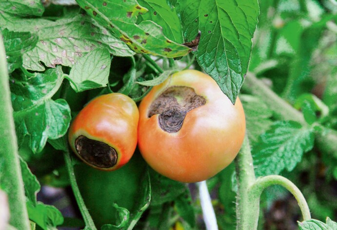 Tomaten mit Blütenendfäule