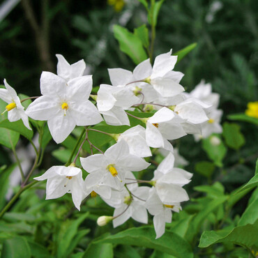 Sommerjasmin