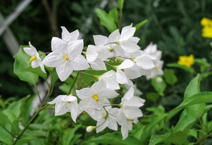 Sommerjasmin