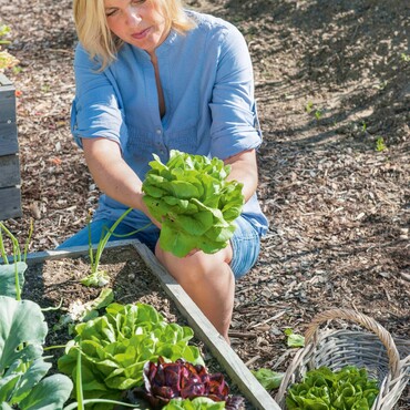 Salat pflanzen: Jungpflanzen