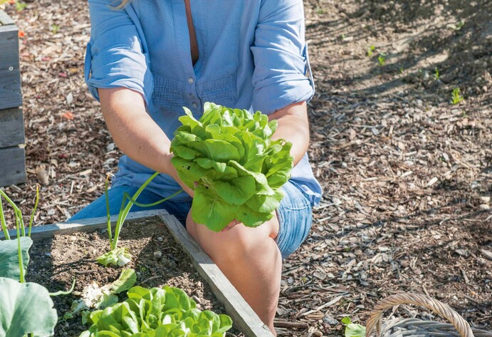Salat pflanzen: Jungpflanzen