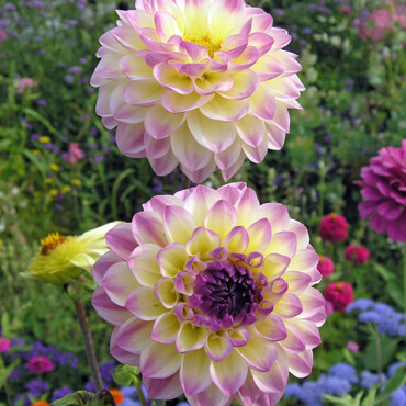 Blühende Dahlien