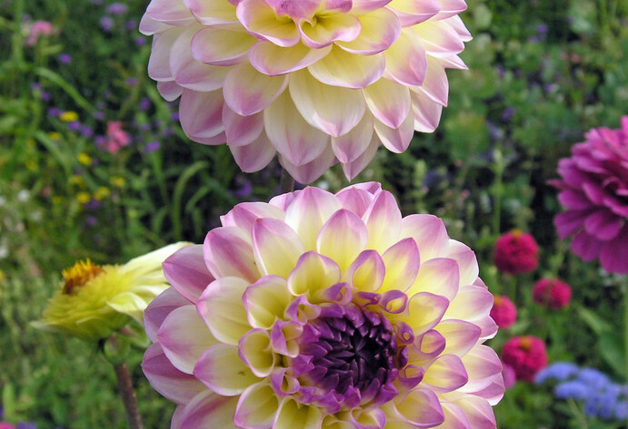 Blühende Dahlien