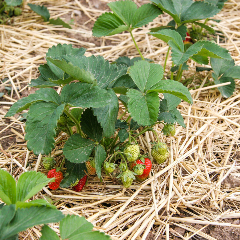 Mulchschicht aus Stroh