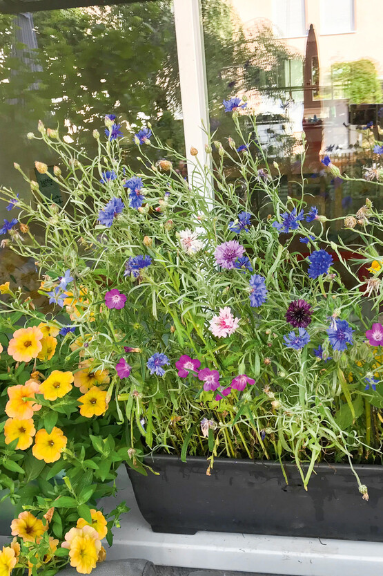 Insektenfreundliche Blumen im Balkonkasten