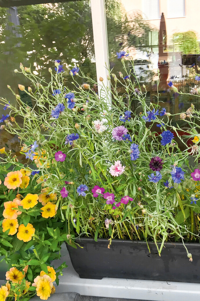 Insektenfreundliche Blumen im Balkonkasten
