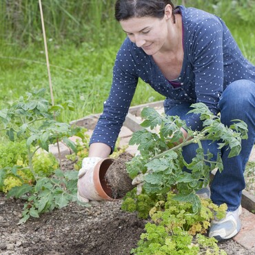 Tomaten-Jungpflanzen ins Beet pflanzen