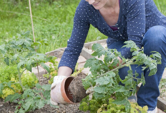 Tomaten-Jungpflanzen ins Beet pflanzen