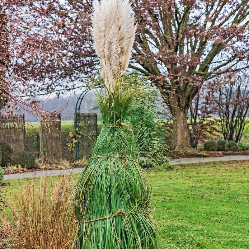 Pampasgras hochbinden Schritt4