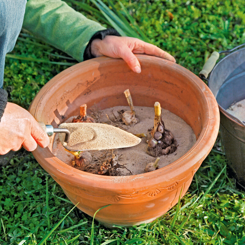 Gladiolenzwiebeln in Sand eingraben