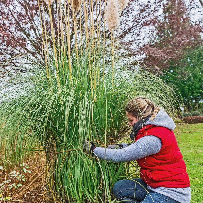 Pampasgras hochbinden Schritt1