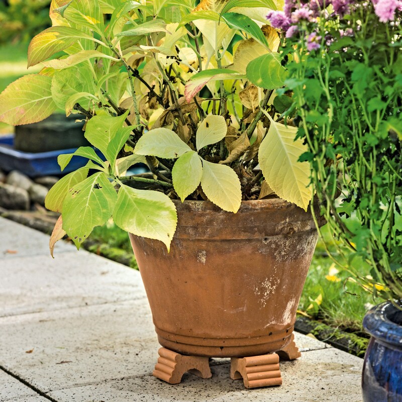 Pflanze in Terrakottatopf