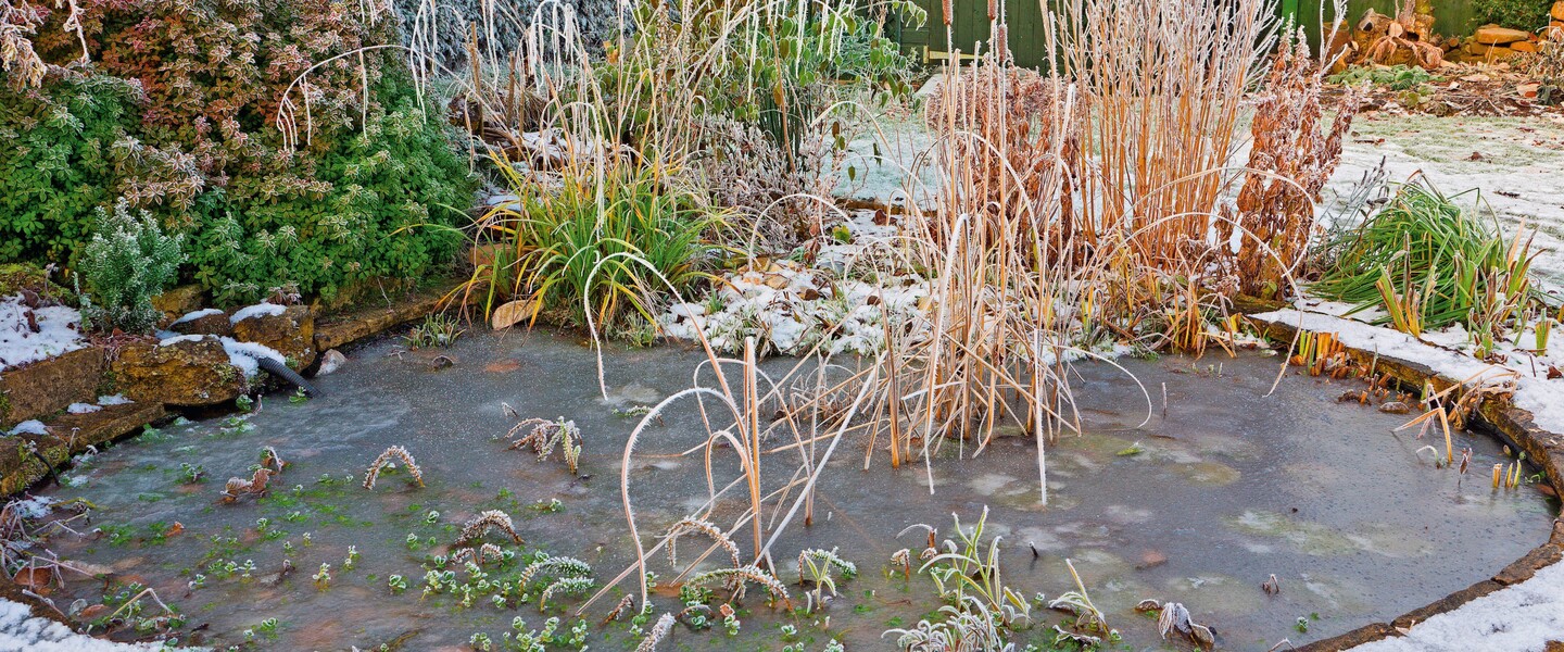 Vereister Teich im Winter