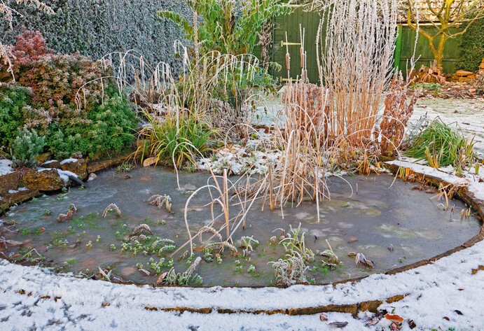 Vereister Teich im Winter