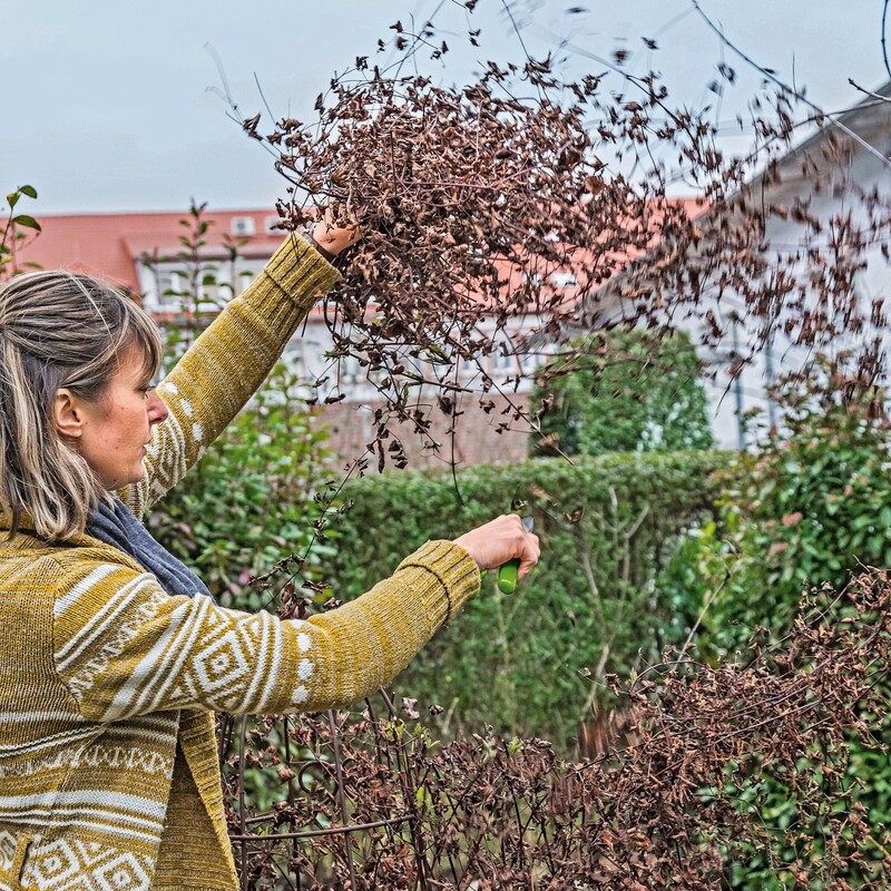 Clematis R&uuml;ckschnitt Schritt2
