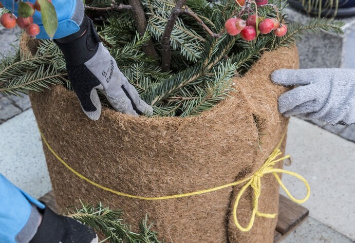 Winterschutz f&uuml;r K&uuml;belpflanzen