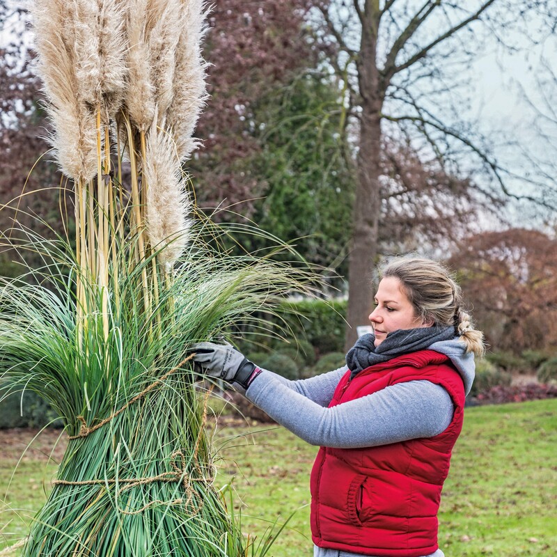 Pampasgras hochbinden Schritt2