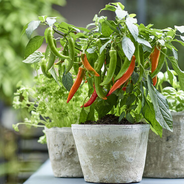 Chili im Topf