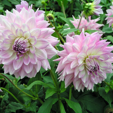 Rosa blühende Dahlien