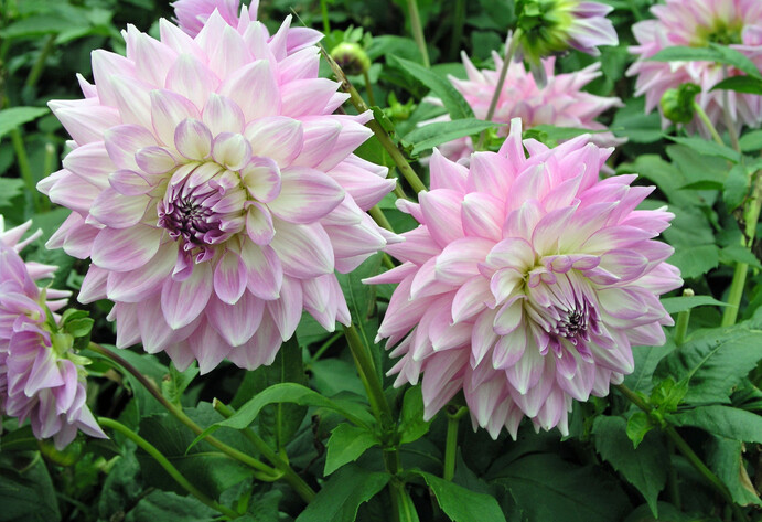 Rosa blühende Dahlien
