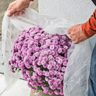 Herbst-Chrysanthemen mit Vlies schützen