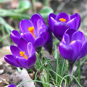 Krokuspflanze