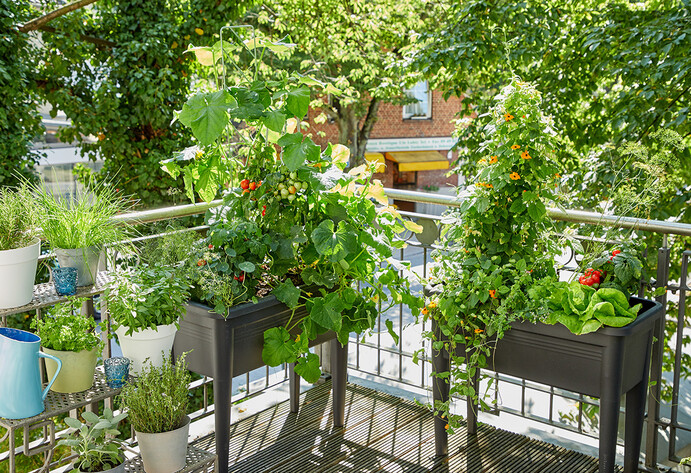 Salat, Tomate, Gurke - Gemüse in Hochbeeten auf dem Balkon