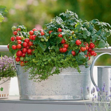 Tomaten als Balkongemüse