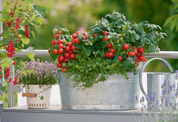 Tomaten als Balkongemüse