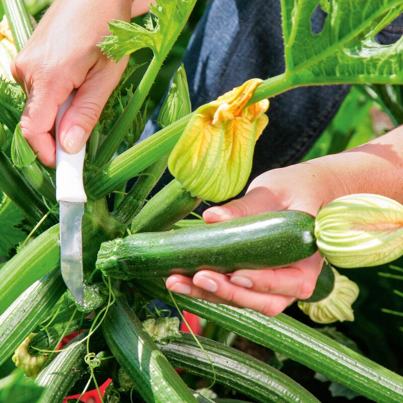 Zucchini ernten