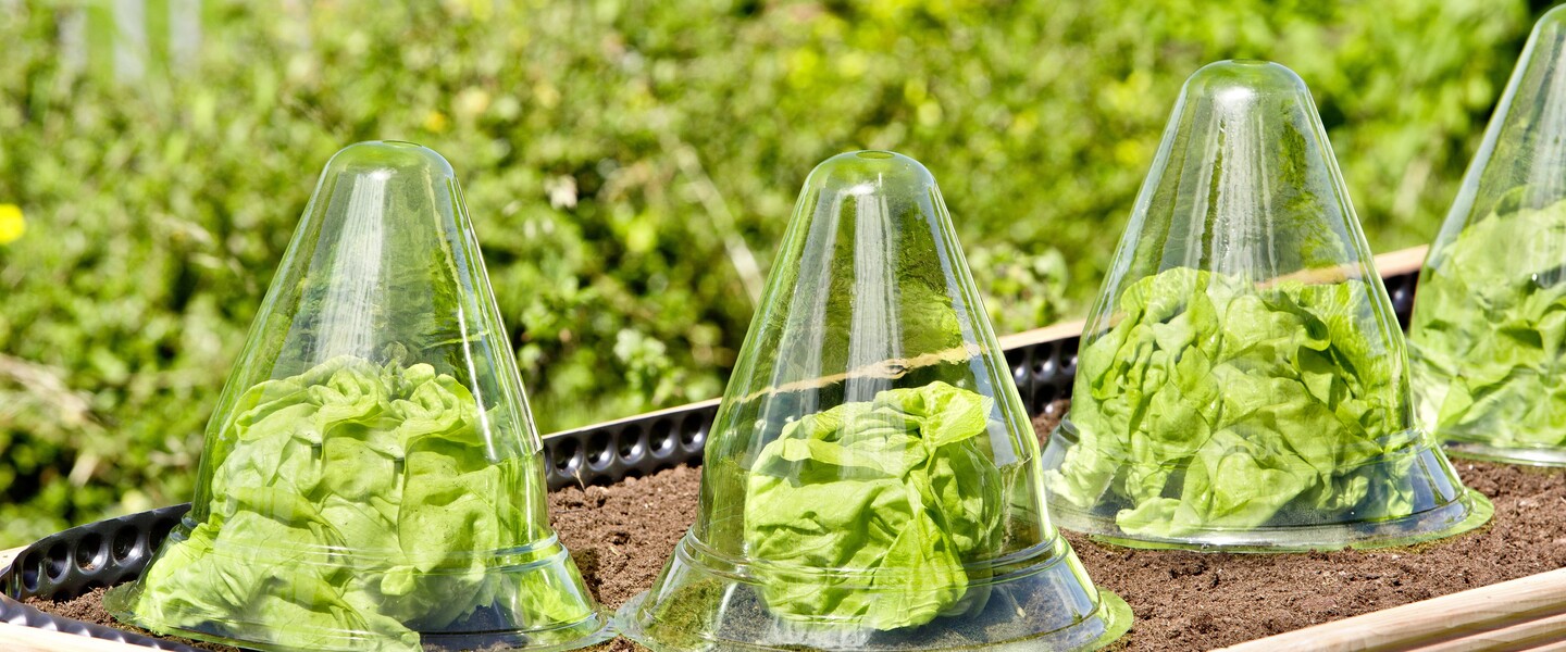 Salat unter der Glocke