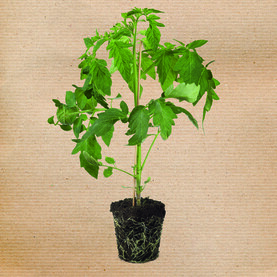 Tomatenpflanze