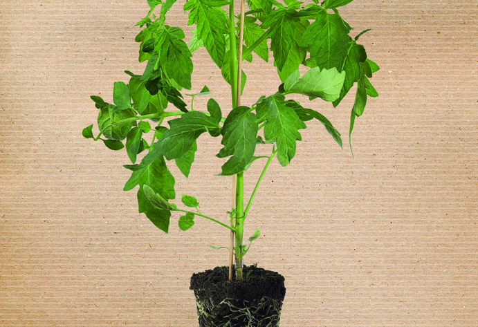 Tomatenpflanze