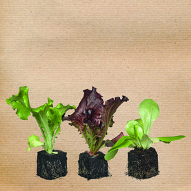 Verschiedene Salatsetzlinge