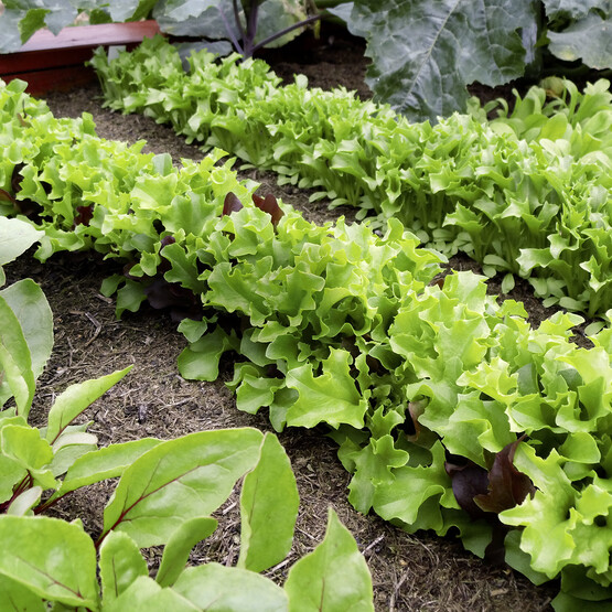 Salatbeet
