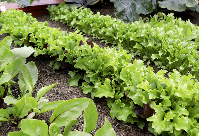 Salatbeet