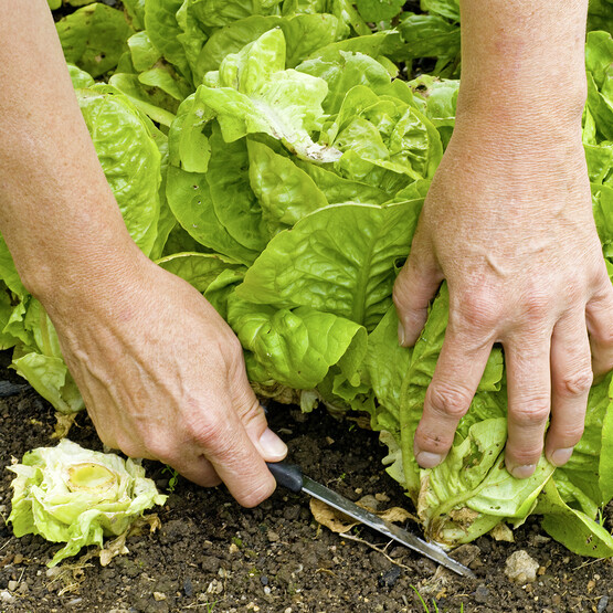 Kopfsalat wird geerntet