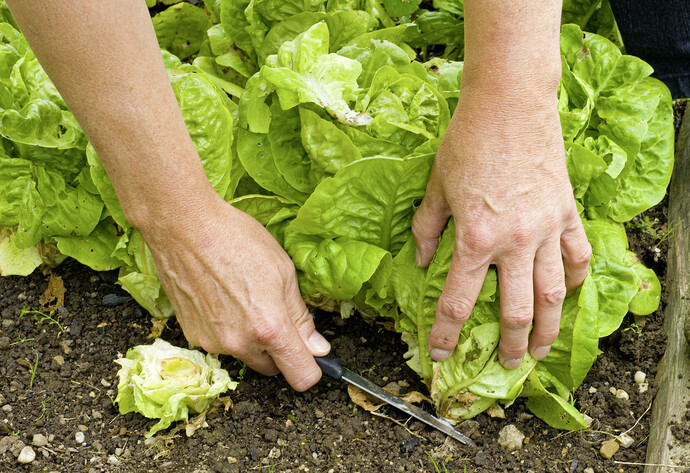 Kopfsalat wird geerntet