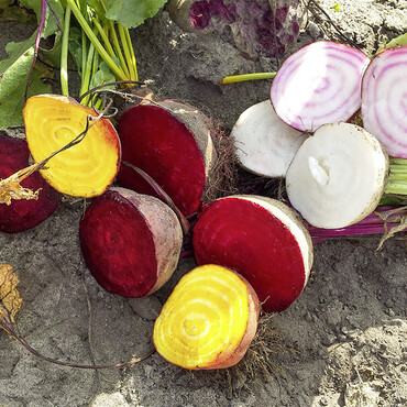Rote Beete aufgeschnitten