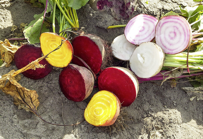 Rote Beete aufgeschnitten