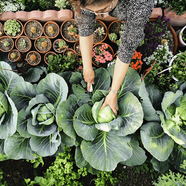 Frau erntet Kohl im Garten