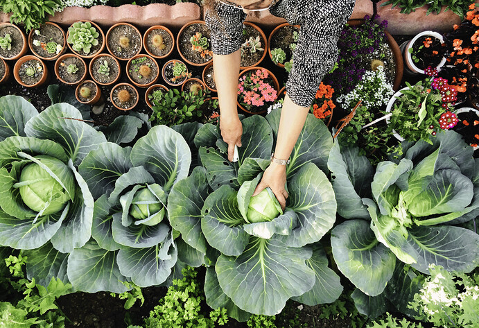 Frau erntet Kohl im Garten
