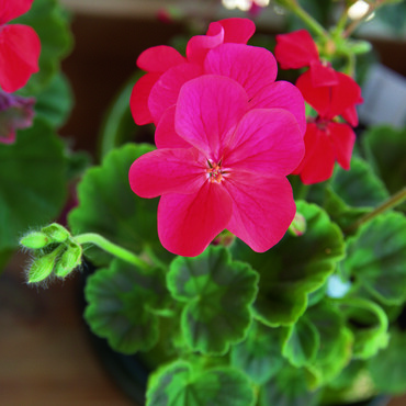 Rote Geranienblüte in Nahaufnahme