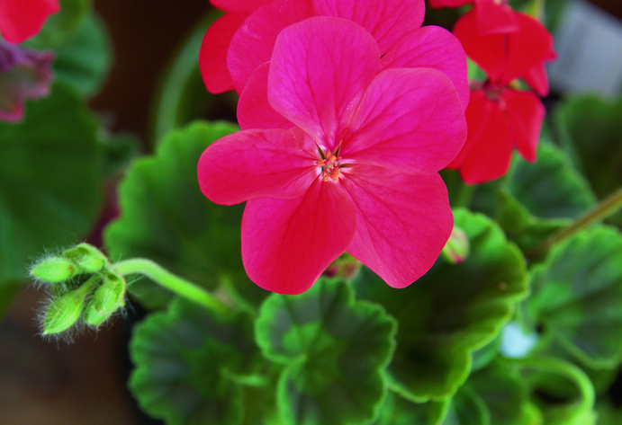 Rote Geranienblüte in Nahaufnahme