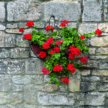 Rote Geranien hängen in einer Blumenampel vor einer Steinmauer