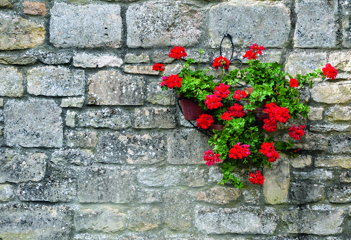 Rote Geranien hängen in einer Blumenampel vor einer Steinmauer
