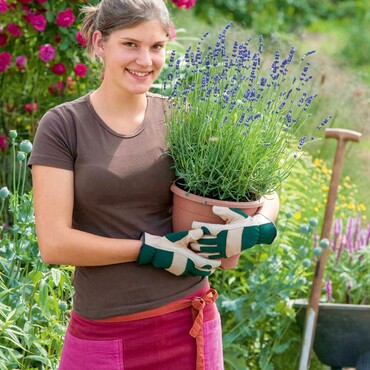 Lavendel ins Beet pflanzen