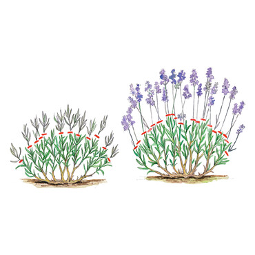 Lavendel schneiden